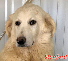 STANFORD, Hund, Mischlingshund in Italien - Bild 5