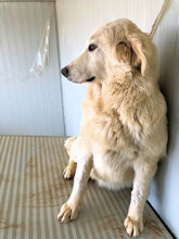 STANFORD, Hund, Mischlingshund in Italien - Bild 6