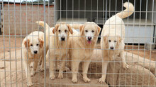 STANFORD, Hund, Mischlingshund in Italien - Bild 9