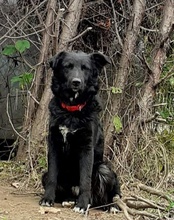 TORVI, Hund, Mischlingshund in Kroatien - Bild 1