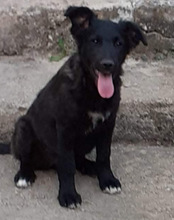 TORVI, Hund, Mischlingshund in Kroatien - Bild 2