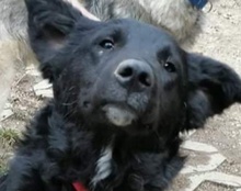 TORVI, Hund, Mischlingshund in Kroatien - Bild 3