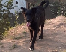 TORVI, Hund, Mischlingshund in Kroatien - Bild 6
