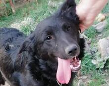TORVI, Hund, Mischlingshund in Kroatien - Bild 9