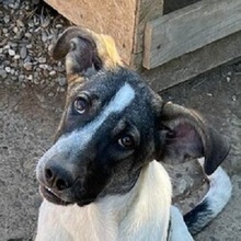 FLORA, Hund, Mischlingshund in Rumänien - Bild 1