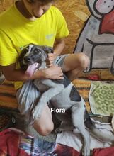 FLORA, Hund, Mischlingshund in Rumänien - Bild 3