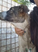 FLORA, Hund, Mischlingshund in Rumänien - Bild 4