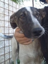 FLORA, Hund, Mischlingshund in Rumänien - Bild 5