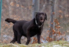 YOEM, Hund, Labrador Retriever in Ilmenau - Bild 12