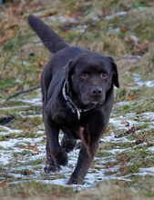 YOEM, Hund, Labrador Retriever in Ilmenau - Bild 14