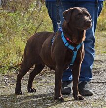 YOEM, Hund, Labrador Retriever in Ilmenau - Bild 4