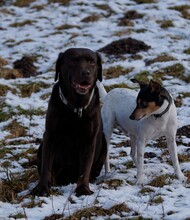 YOEM, Hund, Labrador Retriever in Ilmenau - Bild 8
