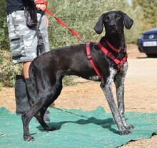 BIRRA, Hund, Herdenschutzhund-Mix in Spanien - Bild 2