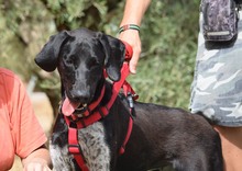 BIRRA, Hund, Herdenschutzhund-Mix in Spanien - Bild 6