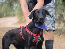 BIFI, Hund, Herdenschutzhund-Mix in Spanien - Bild 2