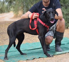 BIFI, Hund, Herdenschutzhund-Mix in Spanien - Bild 4