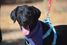 RON, Hund, Herdenschutzhund-Mix in Spanien - Bild 3