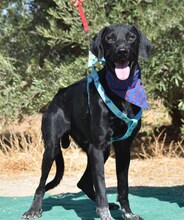 RON, Hund, Herdenschutzhund-Mix in Spanien - Bild 5