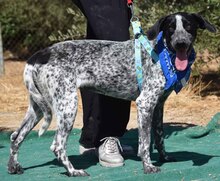 CAVA, Hund, Herdenschutzhund-Mix in Spanien - Bild 2
