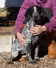 CAVA, Hund, Herdenschutzhund-Mix in Spanien - Bild 5
