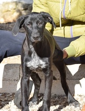 MALIBU, Hund, Herdenschutzhund-Mix in Spanien - Bild 2
