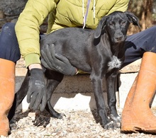 MALIBU, Hund, Herdenschutzhund-Mix in Spanien - Bild 5