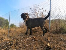 LIBRA, Hund, Griffon-Mix in Spanien - Bild 17