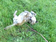 DORI, Hund, Mischlingshund in Rosenheim - Bild 11