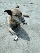 DORI, Hund, Mischlingshund in Rosenheim - Bild 21