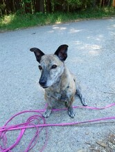 DORI, Hund, Mischlingshund in Rosenheim - Bild 22