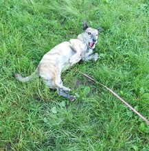 DORI, Hund, Mischlingshund in Rosenheim - Bild 27