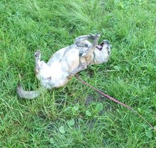 DORI, Hund, Mischlingshund in Rosenheim - Bild 28