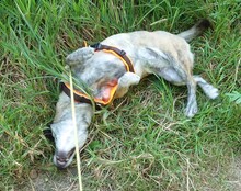 DORI, Hund, Mischlingshund in Rosenheim - Bild 31