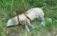 DORI, Hund, Mischlingshund in Rosenheim - Bild 33