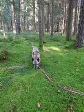 DORI, Hund, Mischlingshund in Rosenheim - Bild 39