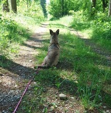 DORI, Hund, Mischlingshund in Rosenheim - Bild 9