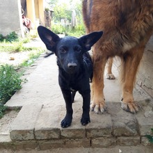 VIVI, Hund, Mischlingshund in Ungarn - Bild 1