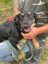 LULLA, Hund, Mischlingshund in Ungarn - Bild 1