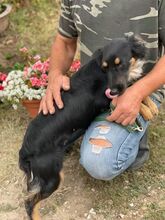 LULLA, Hund, Mischlingshund in Ungarn - Bild 5