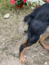 LULLA, Hund, Mischlingshund in Ungarn - Bild 7
