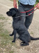 CHABBI, Hund, Mischlingshund in Ungarn - Bild 4