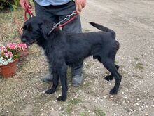 CHABBI, Hund, Mischlingshund in Ungarn - Bild 5