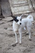 PADME, Hund, Mischlingshund in Bulgarien - Bild 2