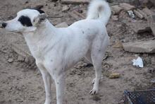 PADME, Hund, Mischlingshund in Bulgarien - Bild 3