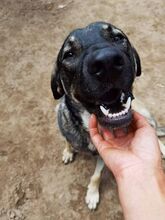 TANO, Hund, Mischlingshund in Rumänien - Bild 1