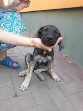 TANO, Hund, Mischlingshund in Rumänien - Bild 2