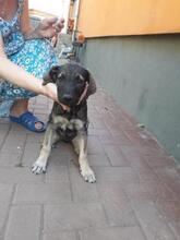 TANO, Hund, Mischlingshund in Rumänien - Bild 3