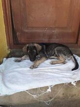 TANO, Hund, Mischlingshund in Rumänien - Bild 4