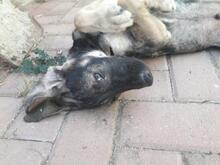 TANO, Hund, Mischlingshund in Rumänien - Bild 5