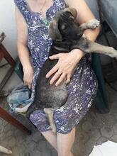 TANO, Hund, Mischlingshund in Rumänien - Bild 6